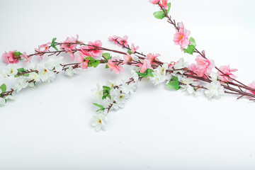sakura branch on white isolated background