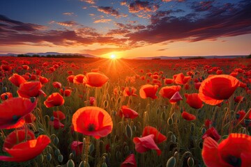 Sunrise over fields with poppies