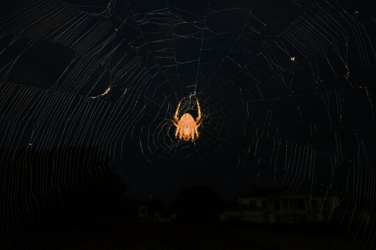 A photographic image of a hairy spider for use in custom artwork