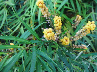 枯れかけたナリヒラヒイラギナンテンの花