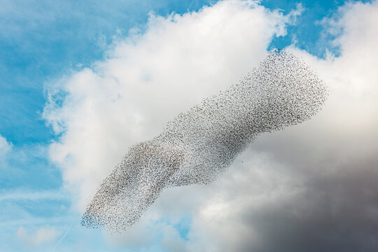 Murmurations of Starlings in day light. Flock of birds swarming against a blue cloud sky.