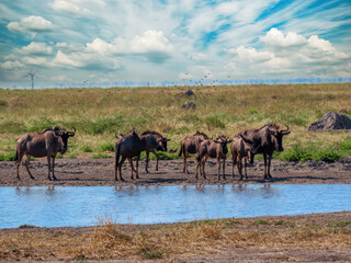 herd of thirsty wildebeest at  the waterhole, tranquil savannah and bushveld landscape in Botswana,