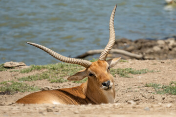 Wildlife Posing Midday