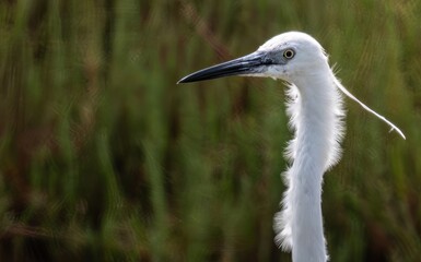 White Tallneck Bird