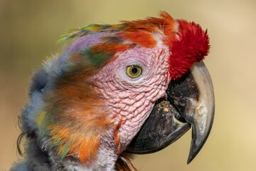 Old Fashionable Parrot Portrait