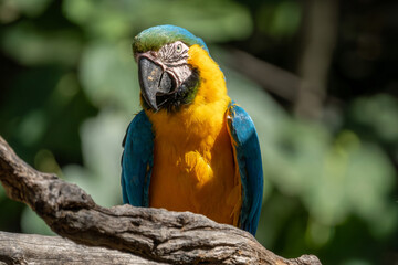 Blue Yellow Coloured Parrot