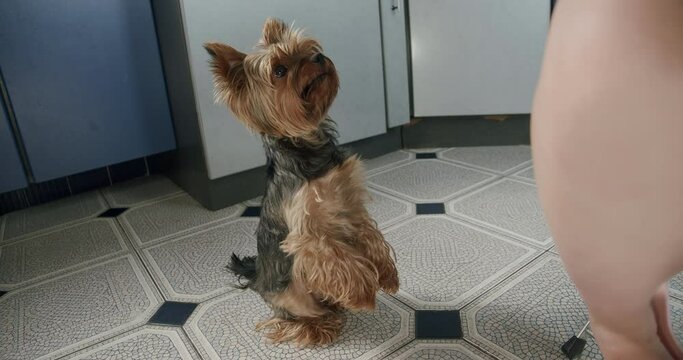 Hungry dog standing on its hind legs, funny begging for food while the owner is eating at the kitchen. Yorkshire terrier dog pity begging for food, want to eat, looking up. Funny posing on back legs