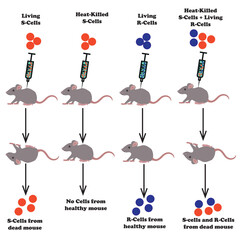 Griffith's experiment diagram. Experiment on mousse. Vector illustration