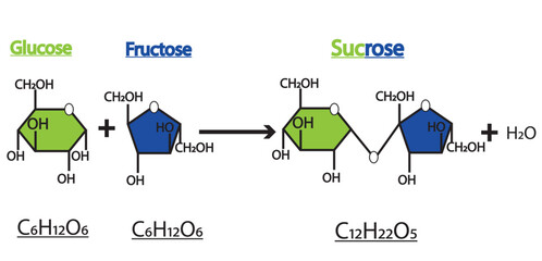Formation of sucrose by glucose and fructose. vector illustration.