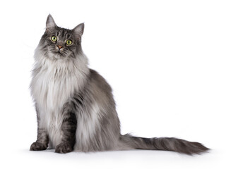 Majestic grey fluffy cat, sitting up side ways. Looking towards camera. Isolated on a white...