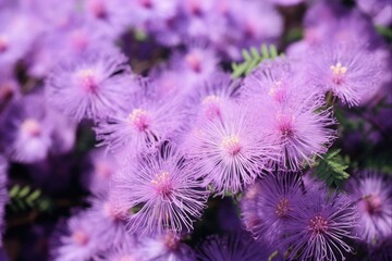 Purple Bloom: Closeup of Beautiful Mimosa Pudica Flowers in a Garden Field during Spring or Summer
