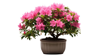 Rhododendron ou azalée, plante à fleurs en pot avec transparence sans background