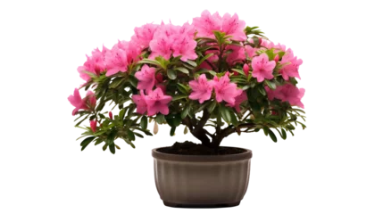 Selbstklebende Fototapeten Rhododendron ou azalée, plante à fleurs en pot avec transparence sans background © MATTHIEU