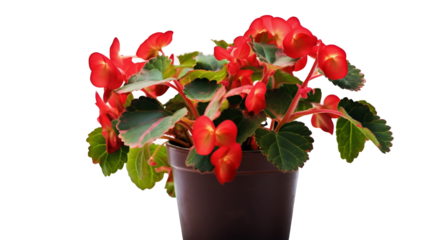 Begonia, plante à fleurs en pot avec transparence sans background