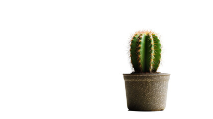 Cactus (Cactaceae) avec transparence sans background
