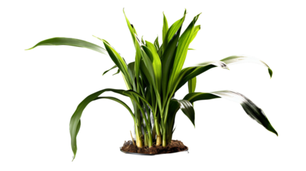 Aspidistra elatior en pot, plante à fleurs de la famille des Asparagacées avec transparence sans background