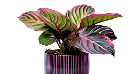 Calathea en pot (famille des marantacées), plante avec transparence sans background
