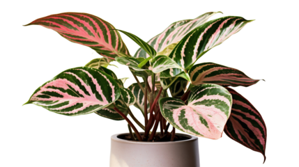 Aglaonema modestum (Chinese Evergreen), plante en pot avec transparence sans background