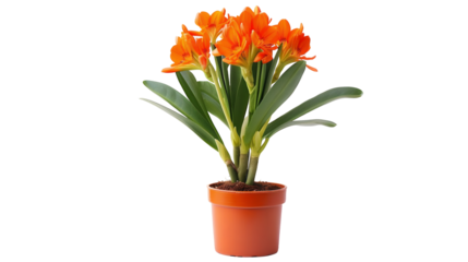 Clivie vermillon en pot (Clivia miniata), plante à fleurs avec transparence sans background