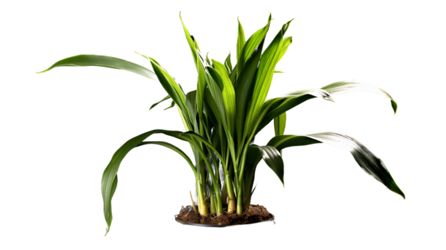 Aspidistra elatior en pot, plante à fleurs de la famille des Asparagacées avec transparence sans background