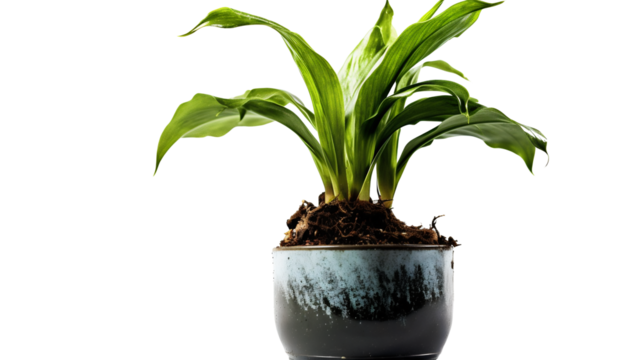 Aspidistra elatior en pot, plante à fleurs de la famille des Asparagacées avec transparence sans background