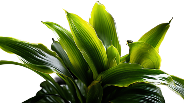 Aspidistra elatior en pot, plante à fleurs de la famille des Asparagacées avec transparence sans background