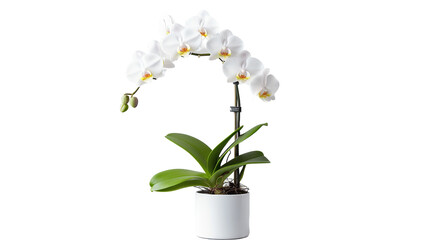 Naklejka na ściany i meble Plante Orchidée (Orchidaceae family) avec transparence sans background