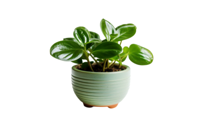 Plante Peperomia (Peperomia spp.) avec transparence sans background