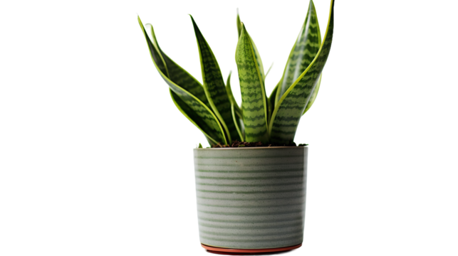 Plante Sansevieria (Sansevieria trifasciata) avec transparence sans background