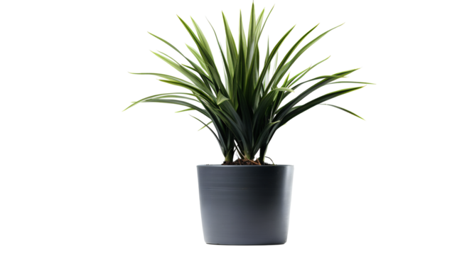 Plante Yucca (Yucca spp.) avec transparence sans background