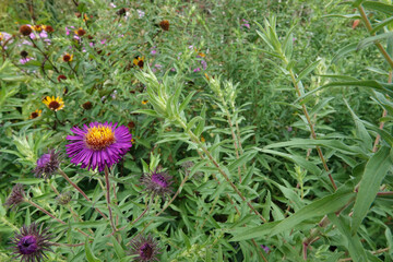 Closeup on a bi-colored Aster alike Symphyotrichum novae-angliae flower against a green background