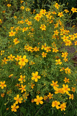 Obraz premium Colorful vertical closeup on an abundant flowering ornage Coreopsis plant in the garden