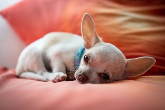 Baby Chihuahua