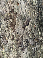 bark of an old tree close-up. natural background