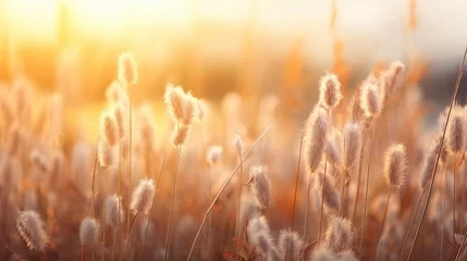 Tuinposter Golden evening light illuminates a grassy field of flowers creating an inspiring autumnal aesthetic © vxnaghiyev
