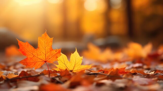 orange autumn maple leaves with soft focus at gold sunset in the forest, autumn background, Generative AI