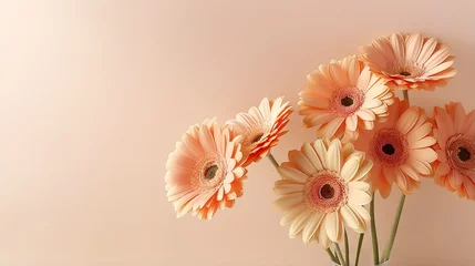  Aesthetic sunlight casts shadows on coral gerbera flowers atop a beige background creating a simple and elegant floral arrangement © vxnaghiyev