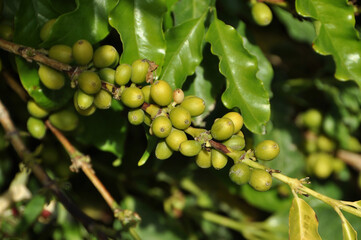 coffee plantation in Spain, bush with green fruits