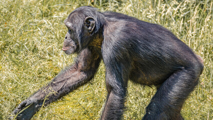 Portrait of an adult male chimpanzee in tall grass as savannah, closeup, details. Concept biodiversity, animal care, maternity and wildlife conservation.