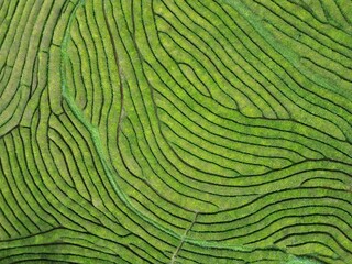 Drone aerial view of the tea plantation in Europe at Gorreana tea field in Sao Miguel island, Azores, Portugal - obrazy, fototapety, plakaty