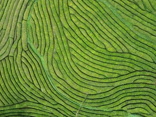 Fotobehang Drone aerial view of the tea plantation in Europe at Gorreana tea field in Sao Miguel island, Azores, Portugal © Sunbrothers