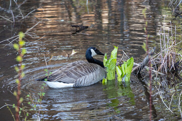 Canadian Goose (Branta canadensis) in the Water in a Marsh