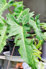 Philodendron ring of fire Variegated or Philodendron Varigated, Philodendron bicolor