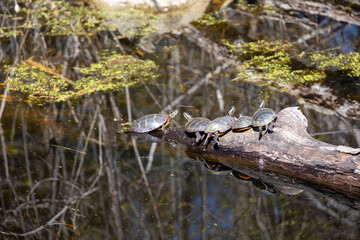Five Painted Turtles (Chrysemys picta) on a Log