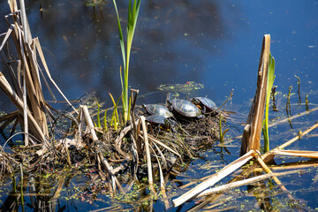 Four Painted Turtles (Chrysemys picta) in the Sun