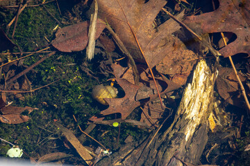 Aquatic Snail in a Marsh in Massachusetts