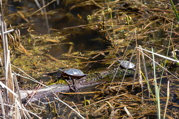 Two Painted Turtles (Chrysemys picta) on a Murky Log