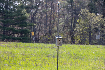 Tree Swallow (Tachycineta bicolor) Perched on a  Nesting Box