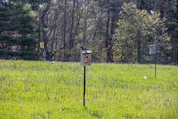 Tree Swallow (Tachycineta bicolor) Perched on a Nesting Box