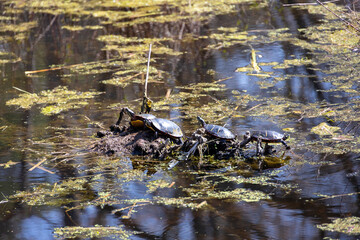 Four Painted Turtles (Chrysemys picta) in the Sun